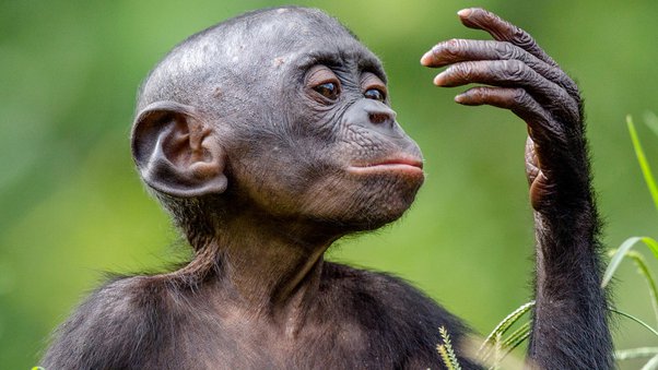 Unveiling the Quirky Charm: Captivating Pictures of an Ugly Monkey